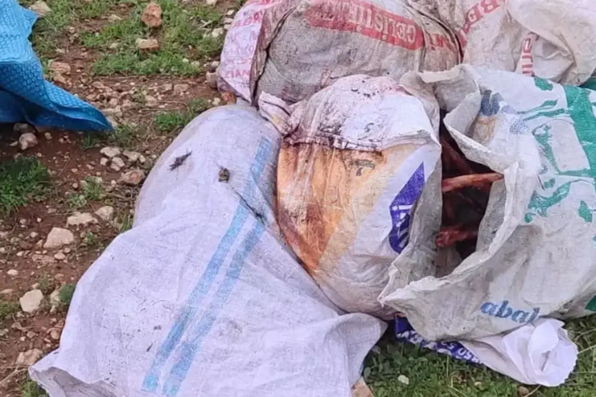 Şanlıurfa\'da tarlada kesilmiş at başı bulundu