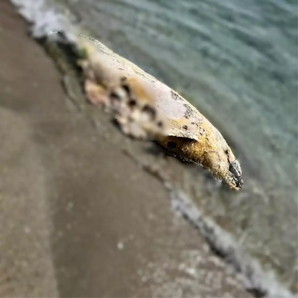 Tekirdağ\'da yunus ölüsü bulundu