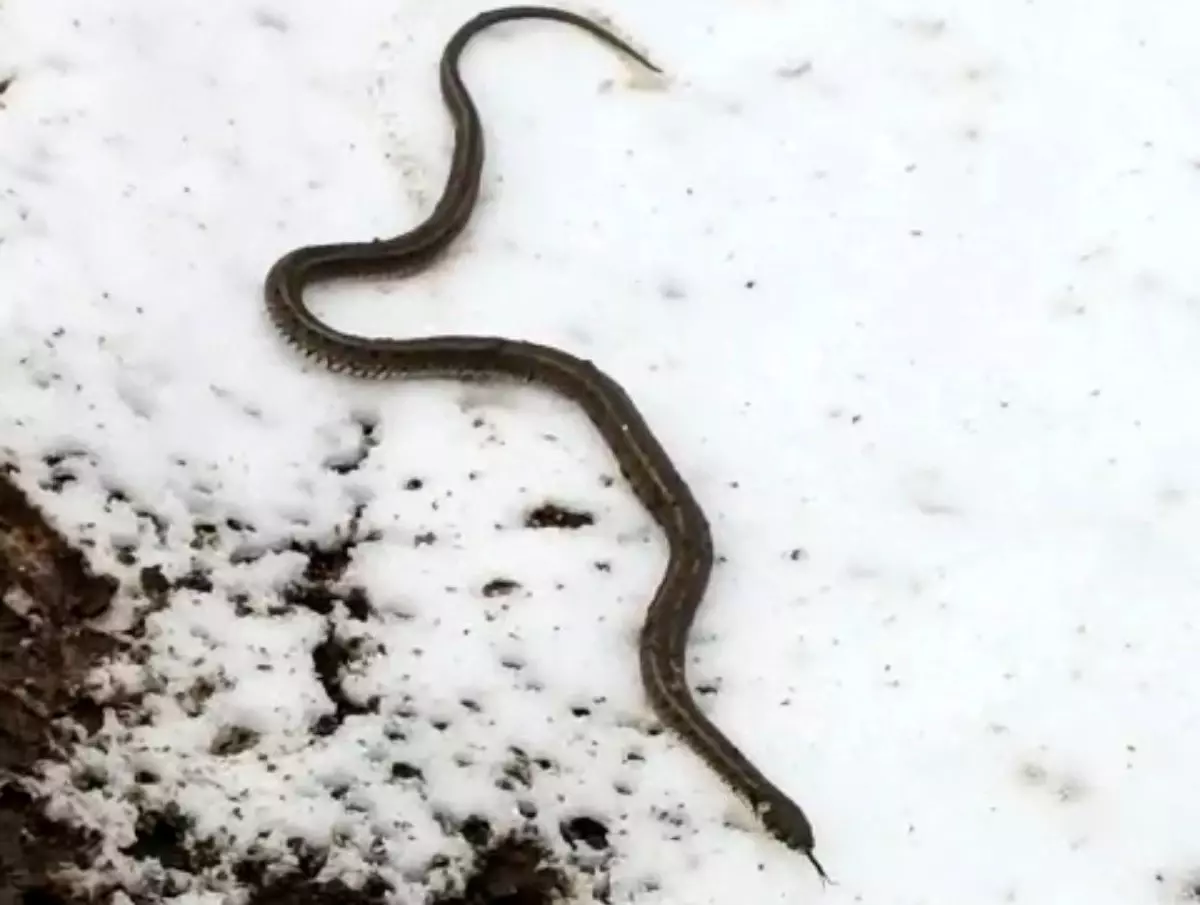 Yüksekova\'da Camide Yılan Sürprizi