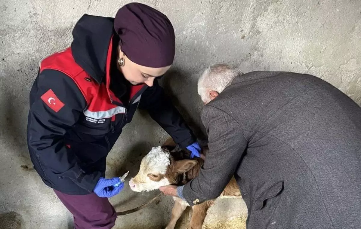 Adıyaman\'da Zoonoz Hastalıklara Karşı Aşılama Devam Ediyor