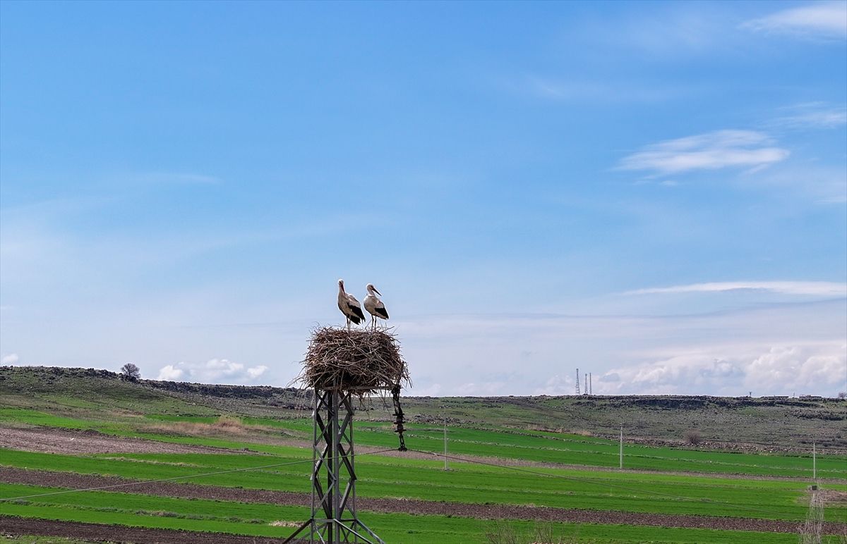 Leyleklerin Beslenme Sorunu Ortadan Kalkıyor