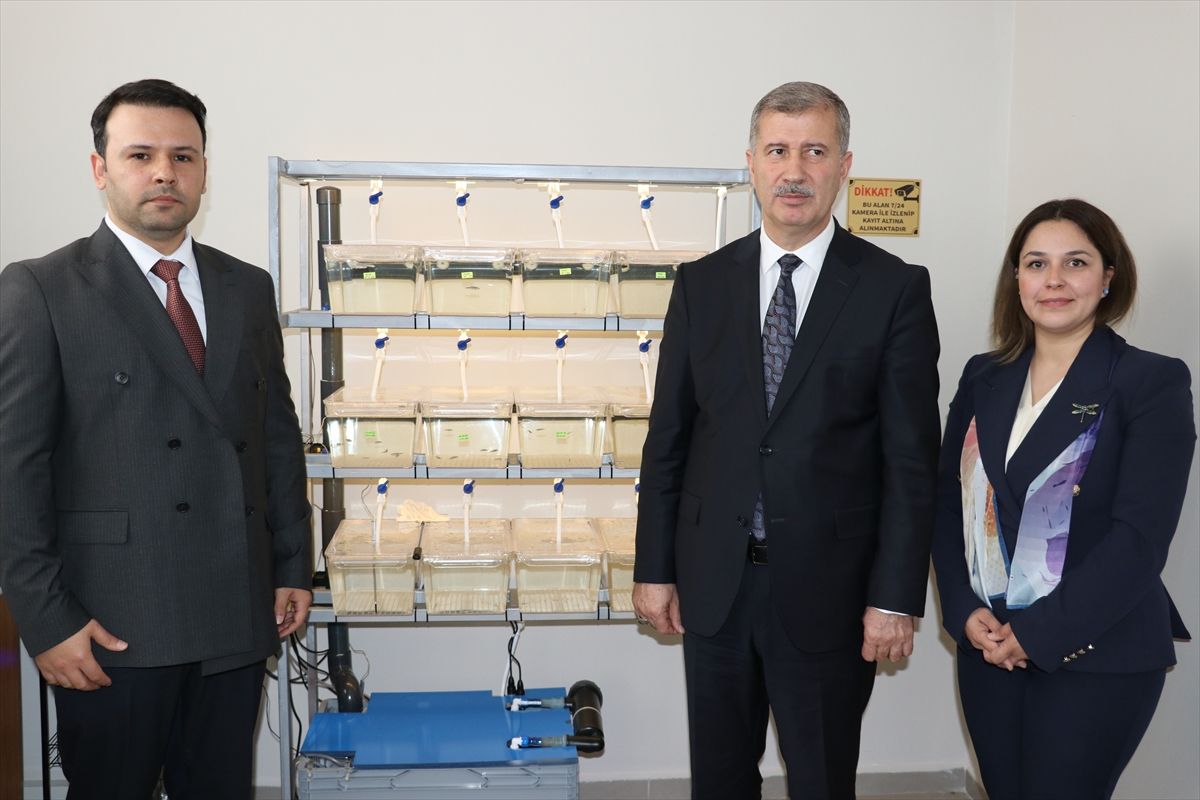 Zebra Balıkları ile Yeni Araştırmalar