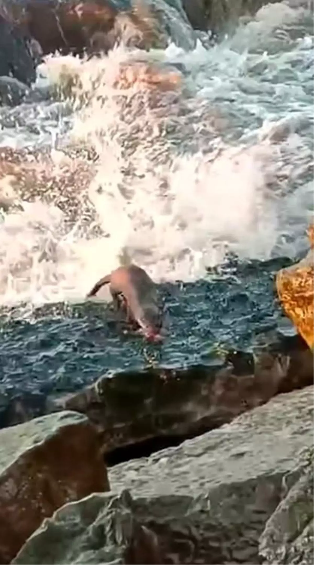 Düzce\'de Su Samuru Balık Avladı