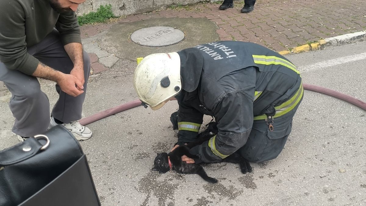 Yangında Bayılan Kediye Kalp Masajı