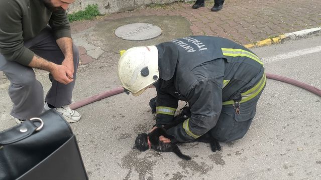 Yangında Bayılan Kediye Kalp Masajı