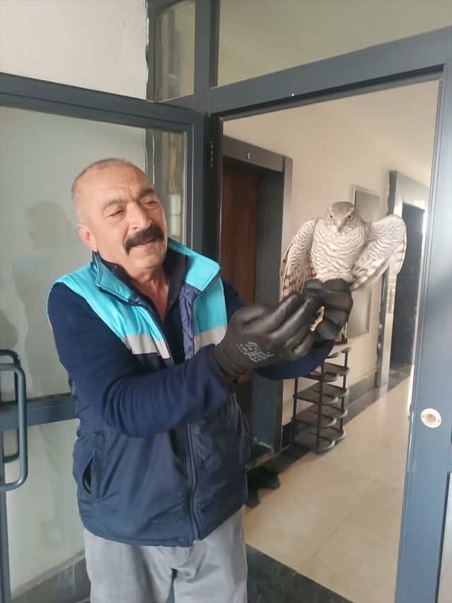 Temizlik Görevlisi Atmacayı Kurtardı