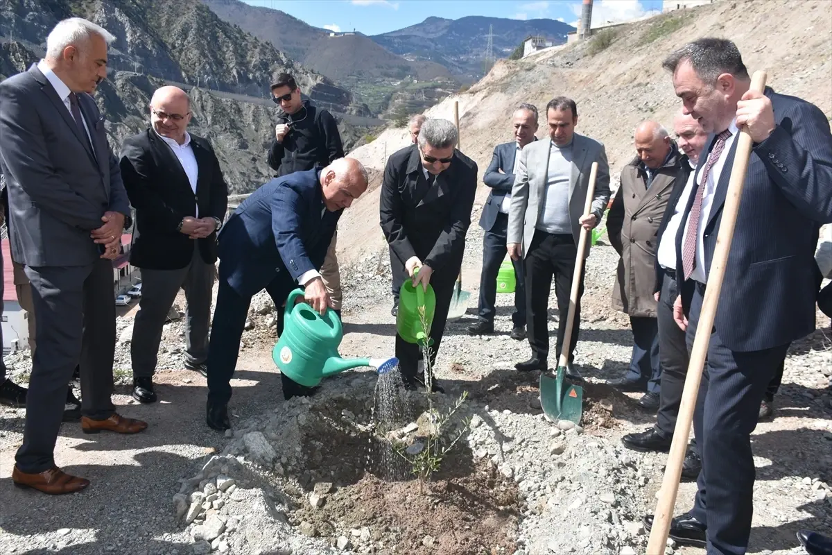 Artvin\'de Butko Zeytini Üretimi Artıyor