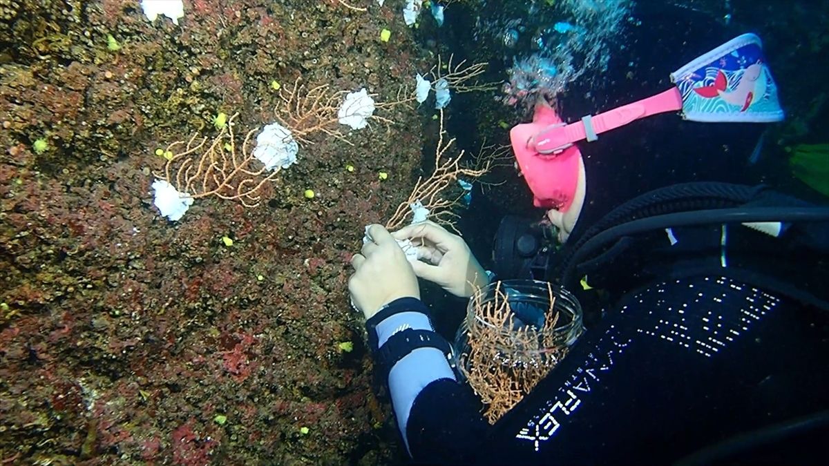 Marmara Denizi\'nde Mercan Restorasyonu Projesi