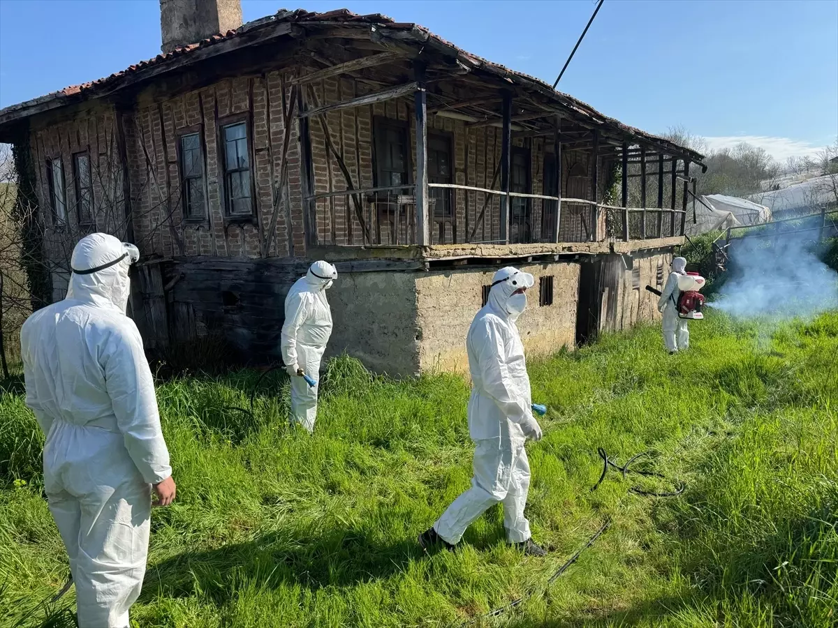 Kahverengi Kokarca ile Mücadele