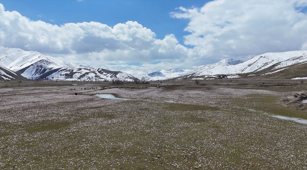 Hizan\'da Çiğdemler Açtı