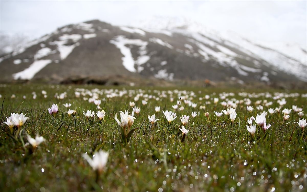 Baharı Müjdeleyen Çiğdemler