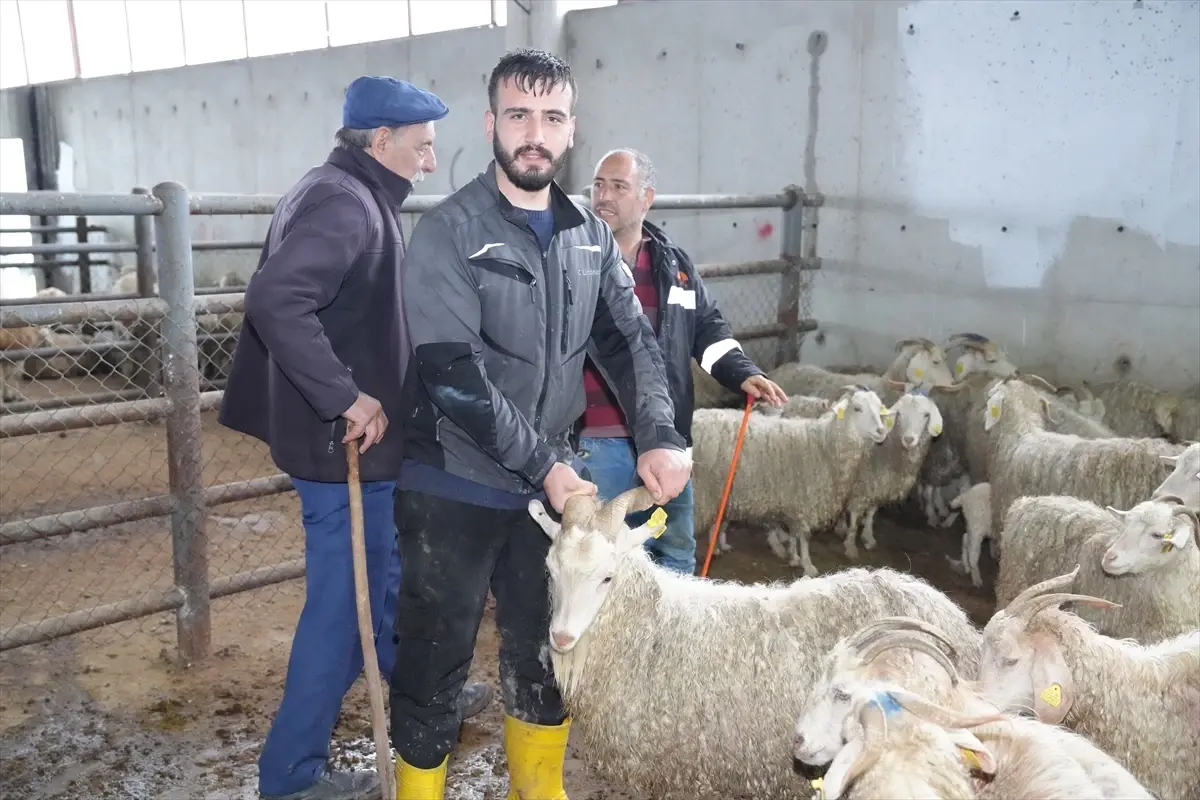 Çubuk\'ta Kurbanlık Satışları Başladı