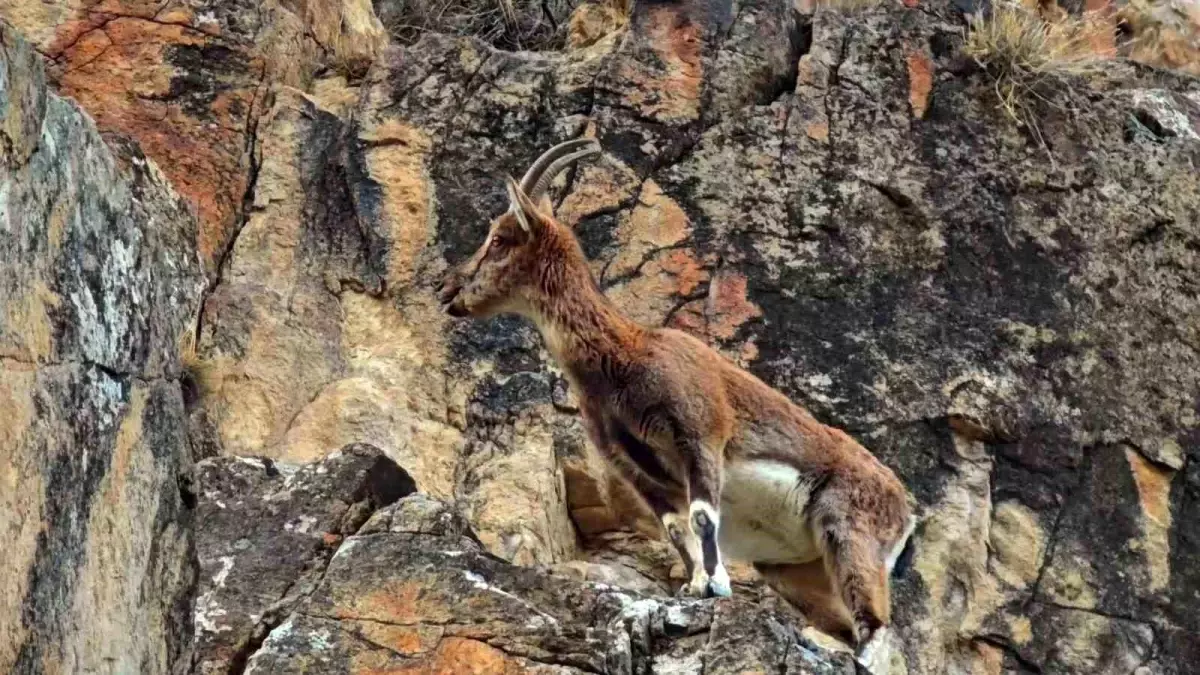 Dağ Keçileri Otoyolda Görüntülendi