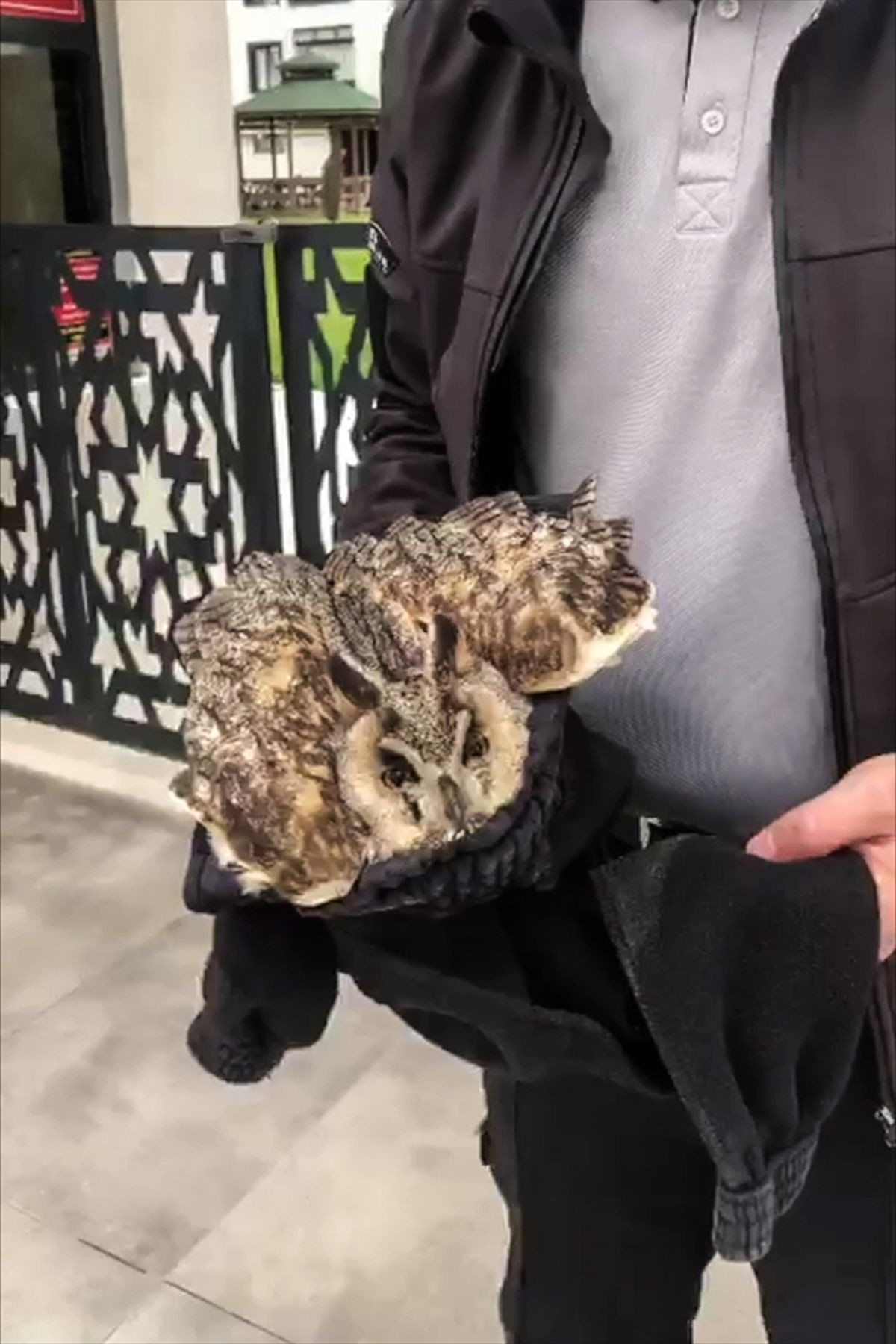 Elazığ\'da Yaralı Baykuş Tedavi Ediliyor