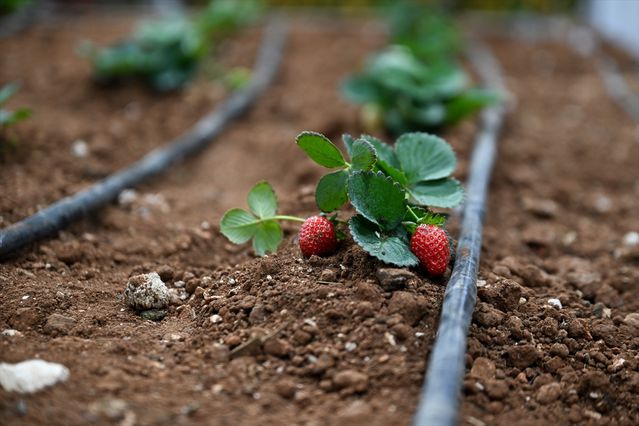GAPTARIM Fuarı Gaziantep’te Açıldı