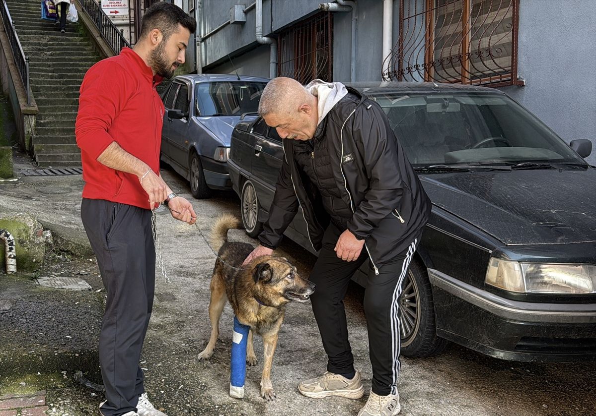 Zonguldak\'ta Kurşun ile Yaralanan Köpek İyileşti