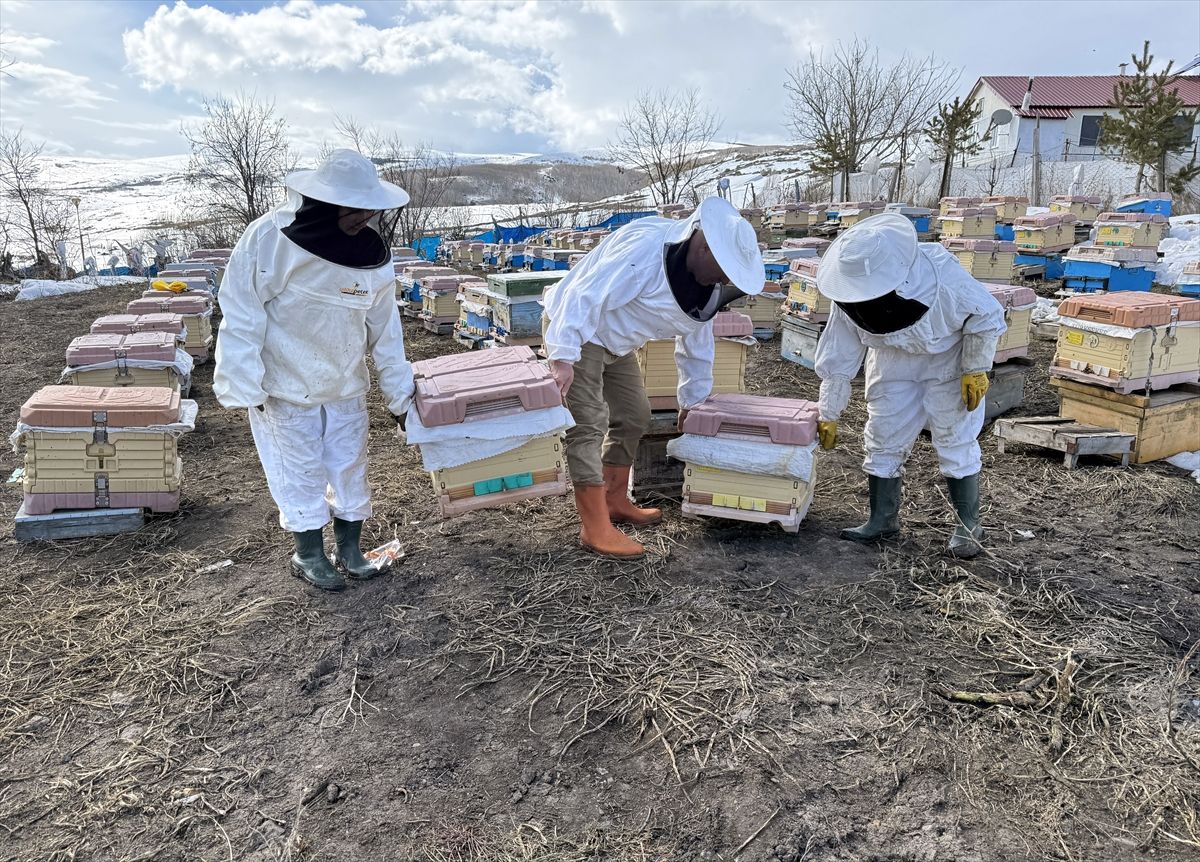 Ardahan\'da Arıcılar Kışlatmayı Sorunsuz Geçirdi