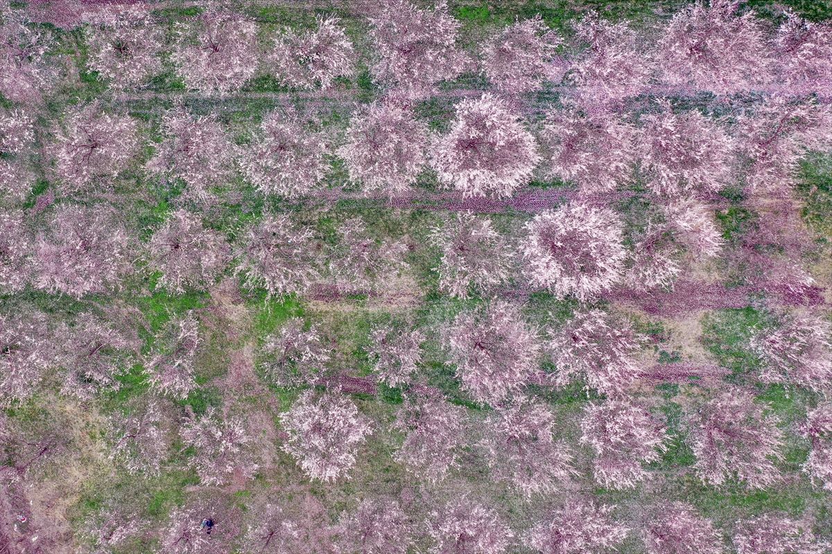 Iğdır\'da Kayısı Ağaçları Çiçek Açtı