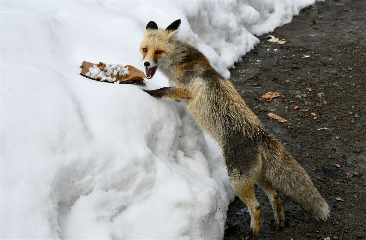 Kars\'ta Kızıl Tilki Ekmek Aradı