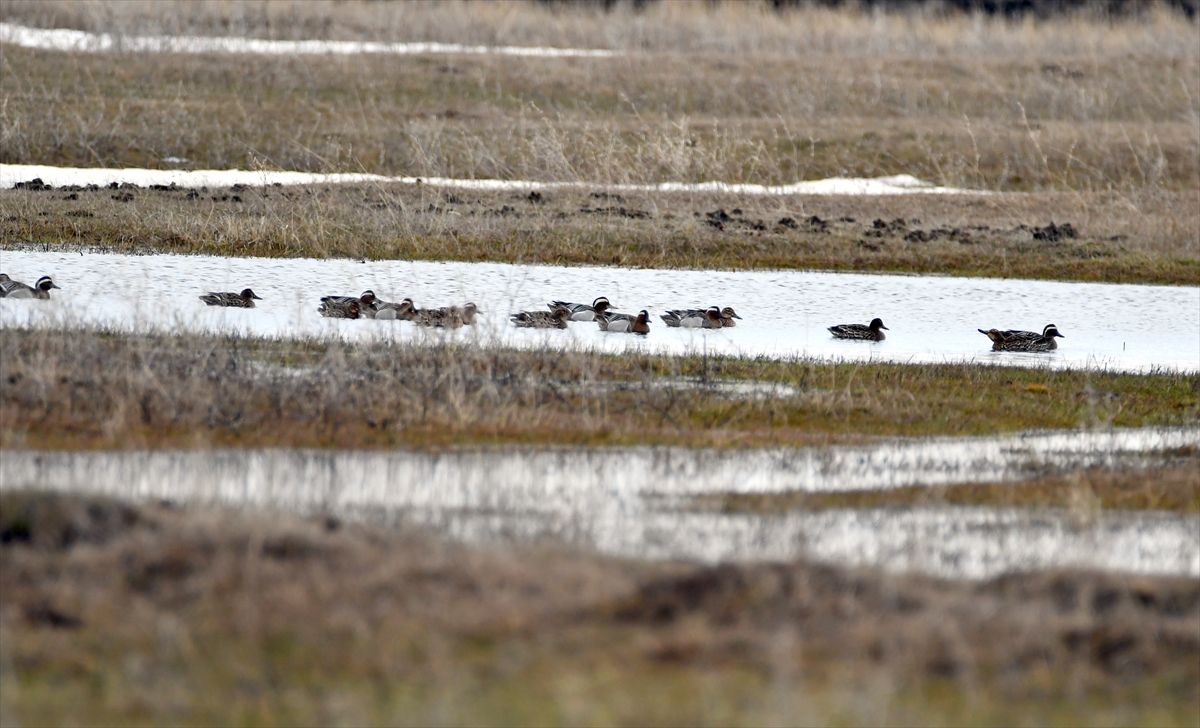 Sarıkamış\'ta Göçmen Kuşlar Görüldü
