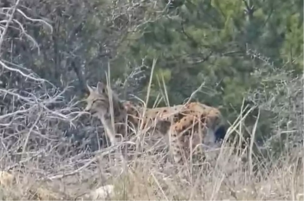 Tosya\'da Vaşak Görüntülendi