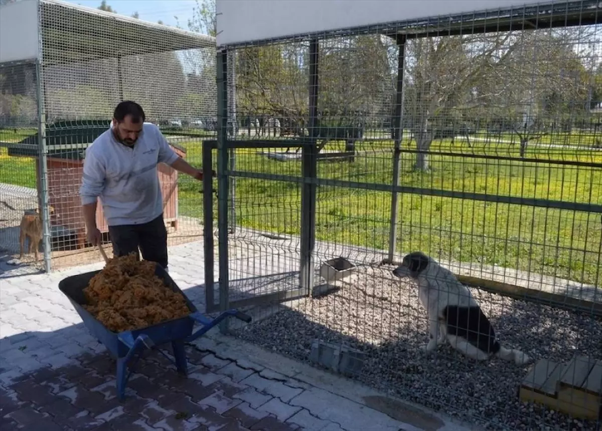 Konyaaltı\'nda Sokak Hayvanlarına Mama Üretimi