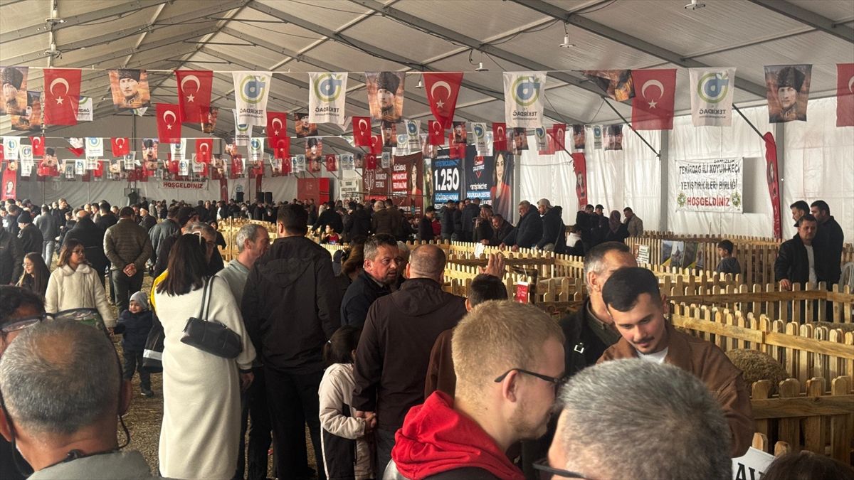 Küçükbaş Hayvancılıkta Stresin Olumsuz Etkileri