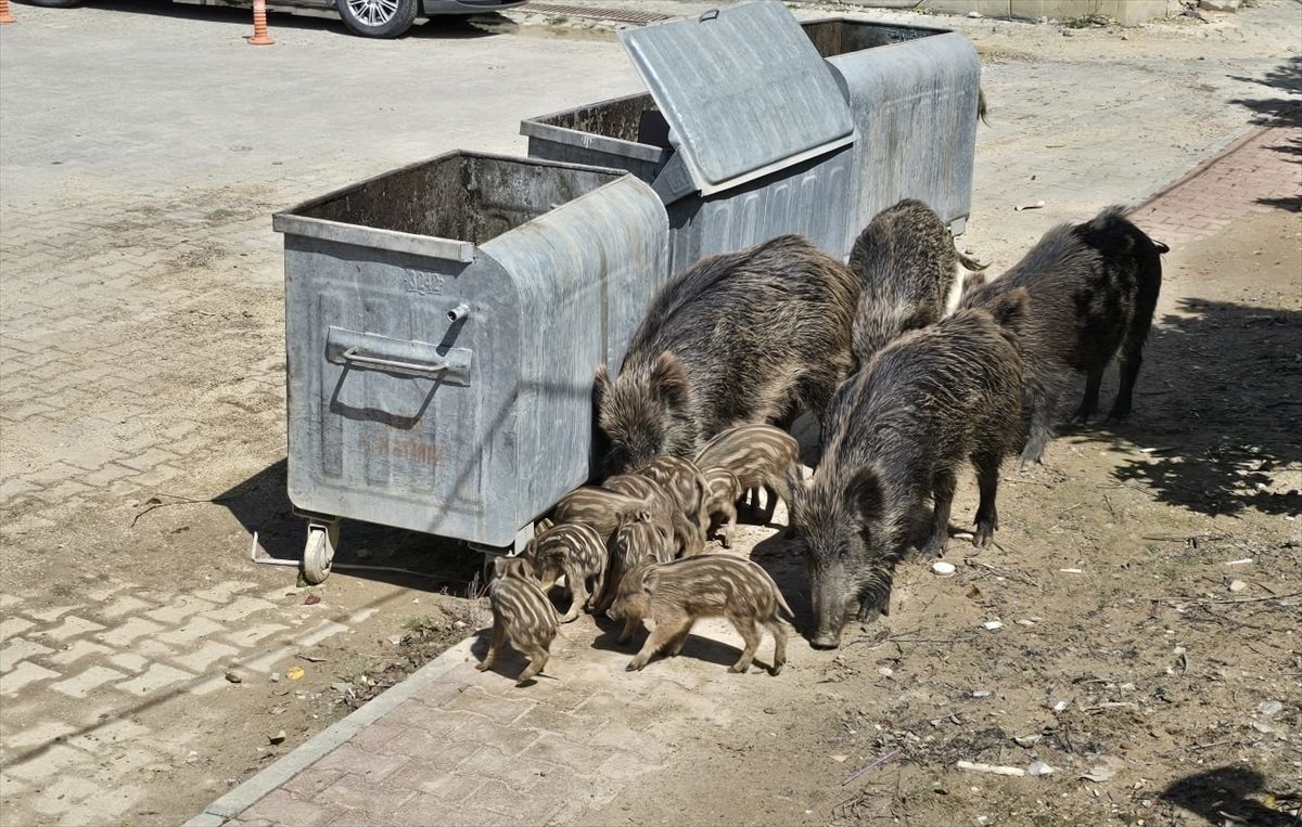 Yaban Domuzları Kuşadası\'na İndi