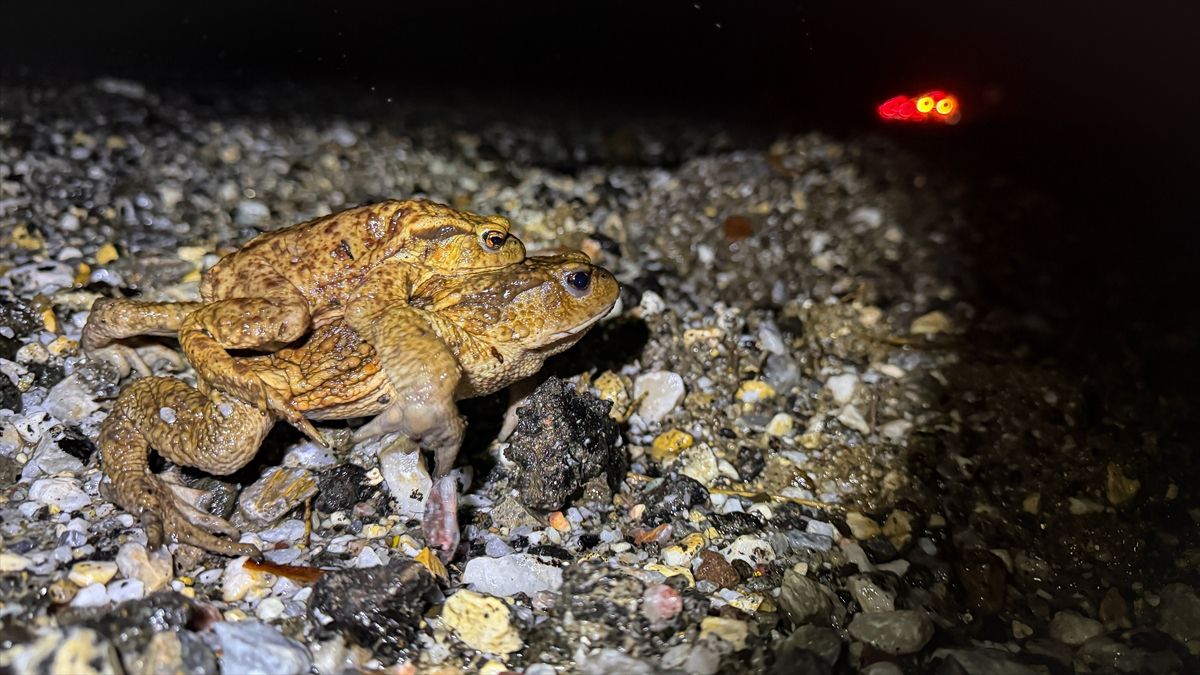 Kurbağaların Göç Yolculuğu