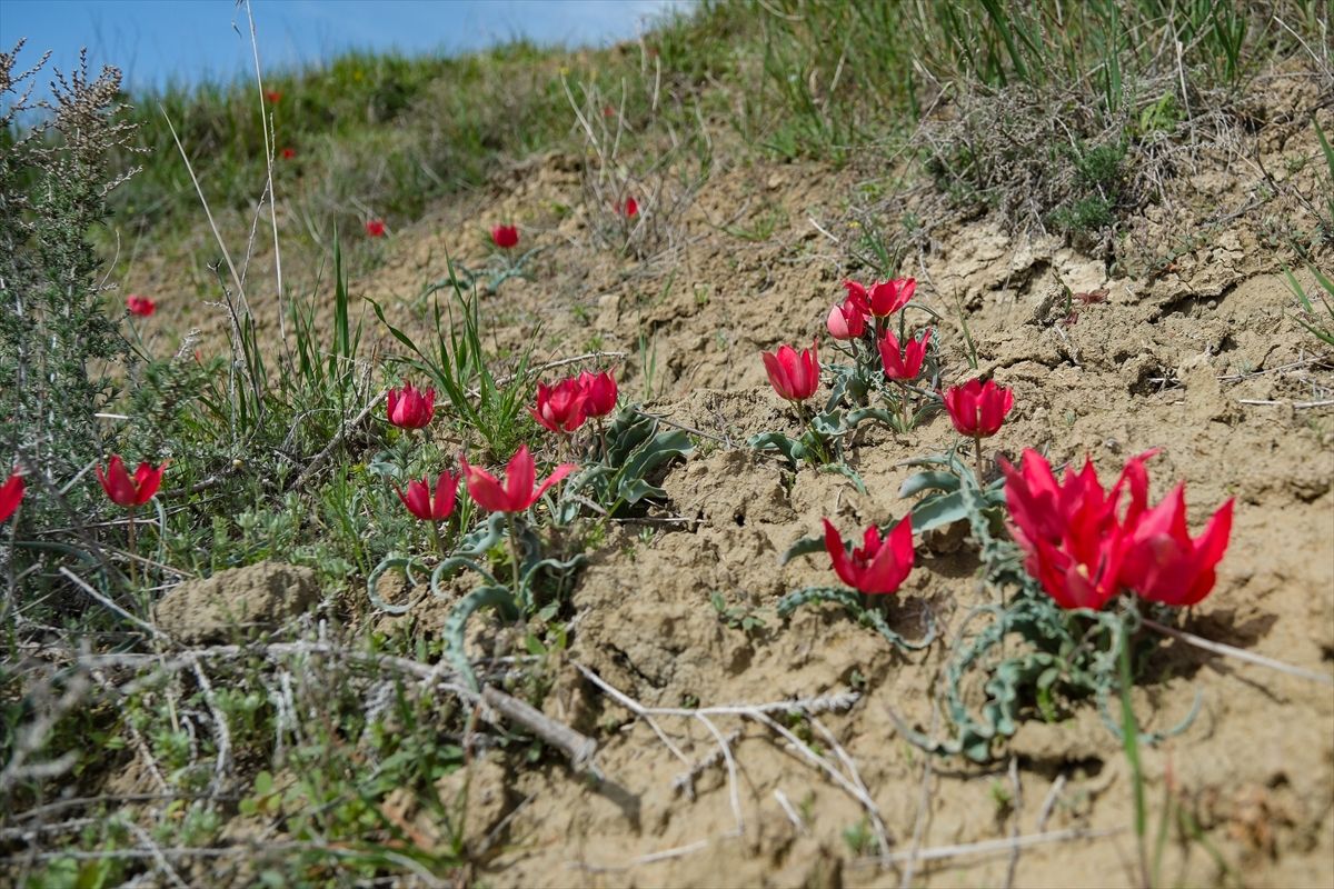 Mut\'ta Dağ Laleleri Arılara Besin Kaynağı Oldu
