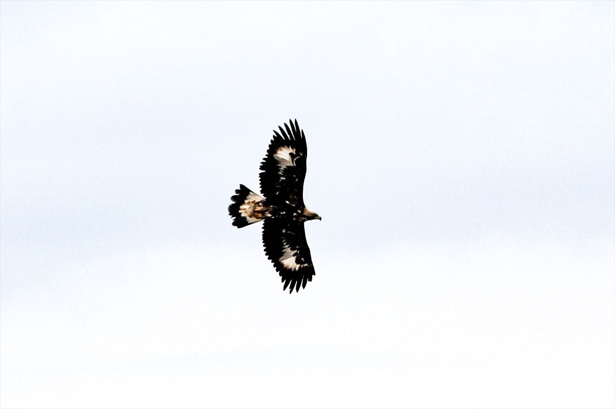 Kaya Kartalı Iğdır\'da Görüntülendi