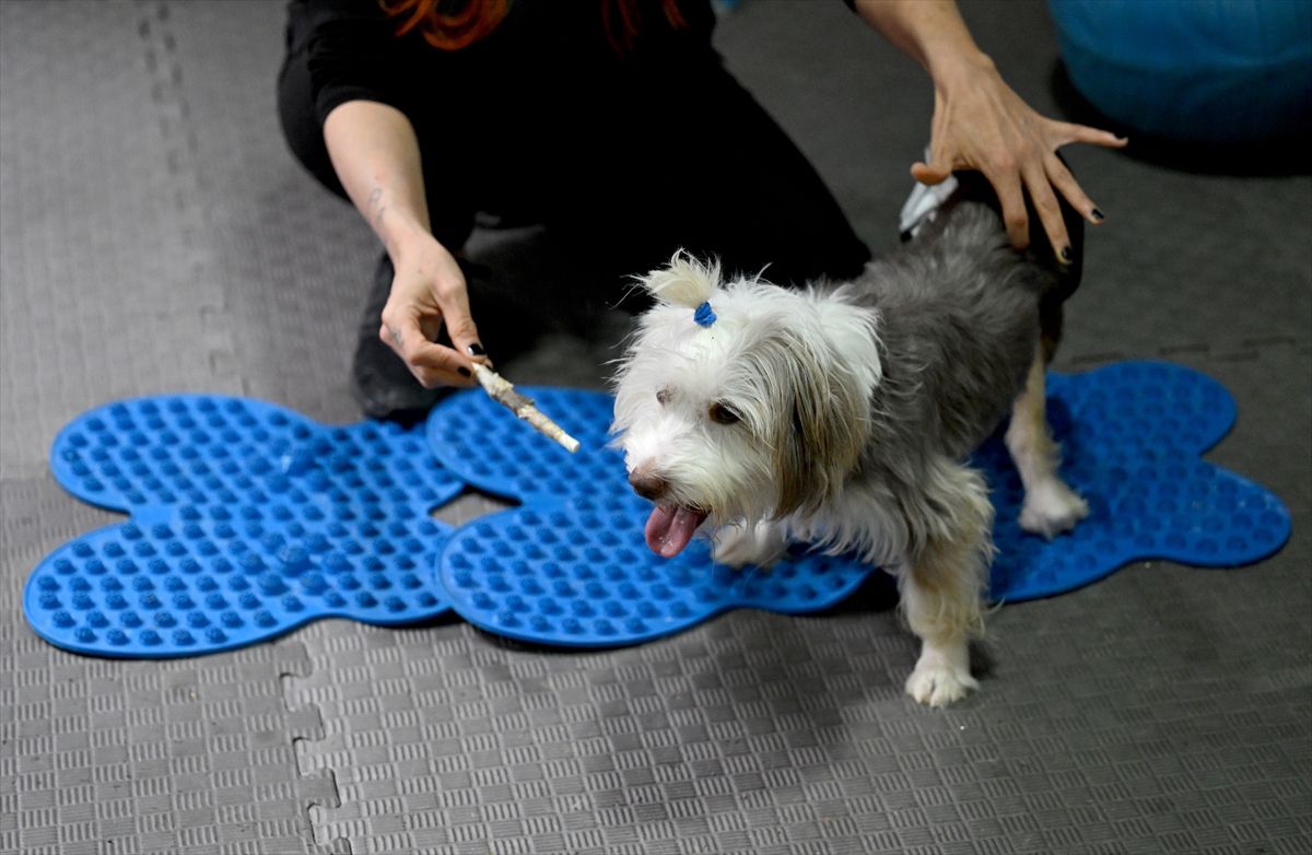 Yumoş\'un Tedavi Süreci Umut Veriyor