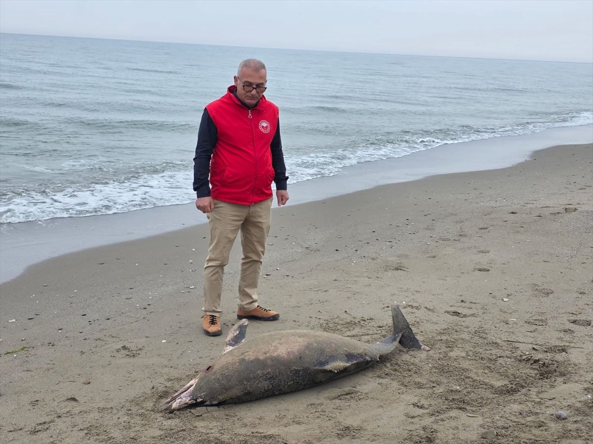 Alaçam\'da Ölü Yunus Bulundu