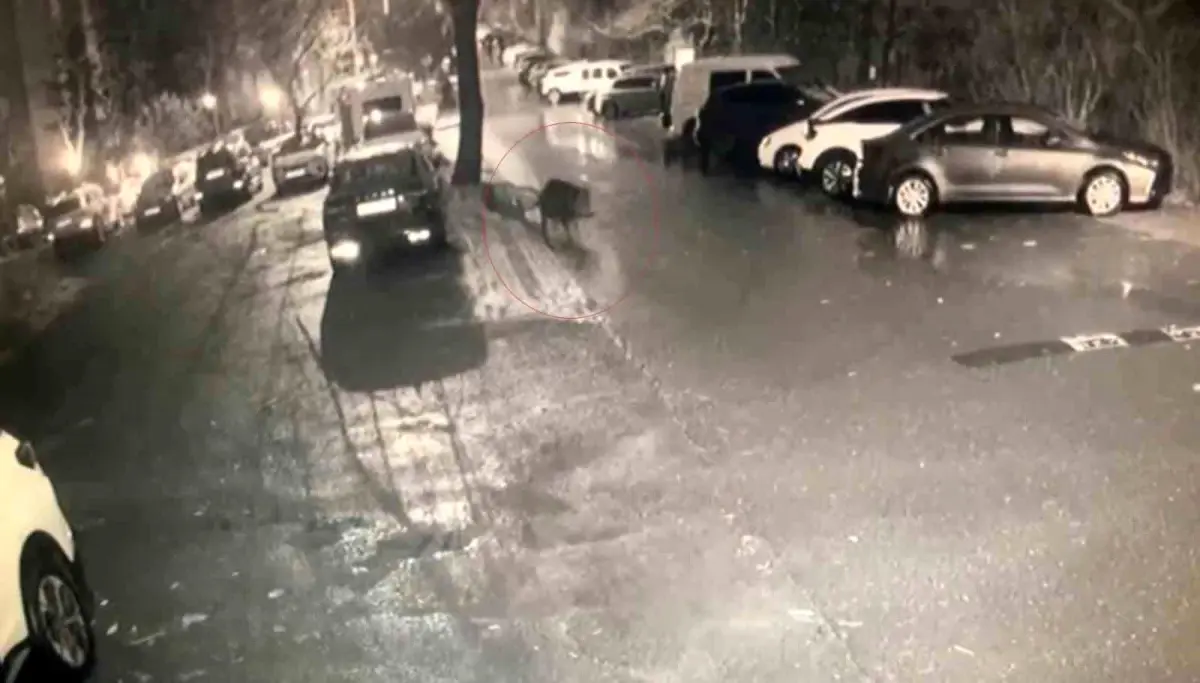 Sarıyer\'de Domuzlar Hastane Bahçesine Kadar İndi