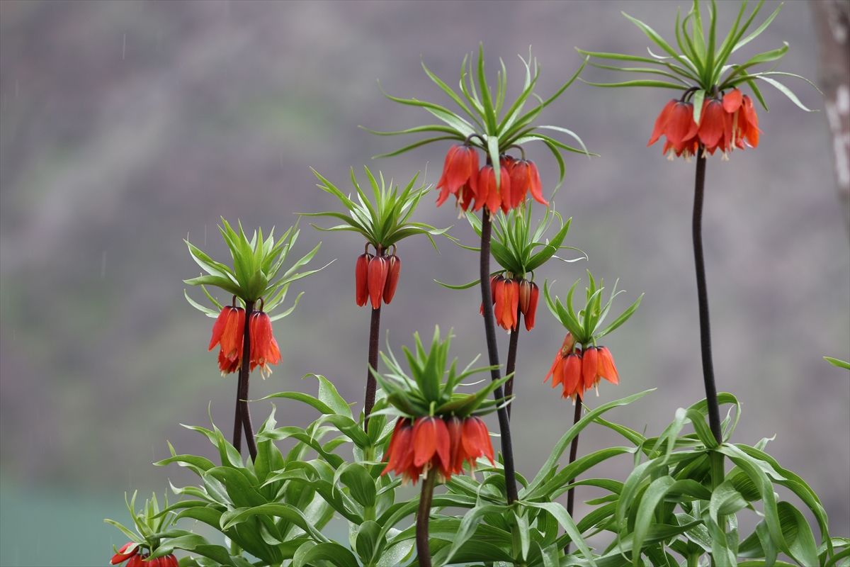 Uludere\'de Ters Laleler Baharı Karşıladı