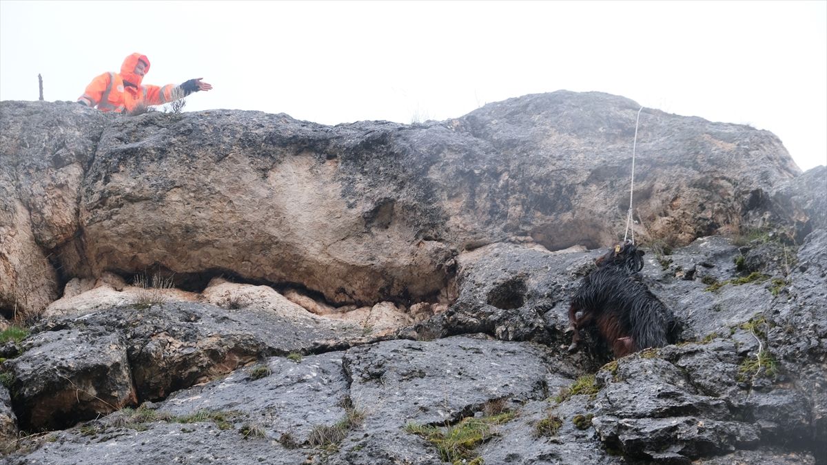 Mahsur Kalan Keçi İtfaiye ile Kurtarıldı