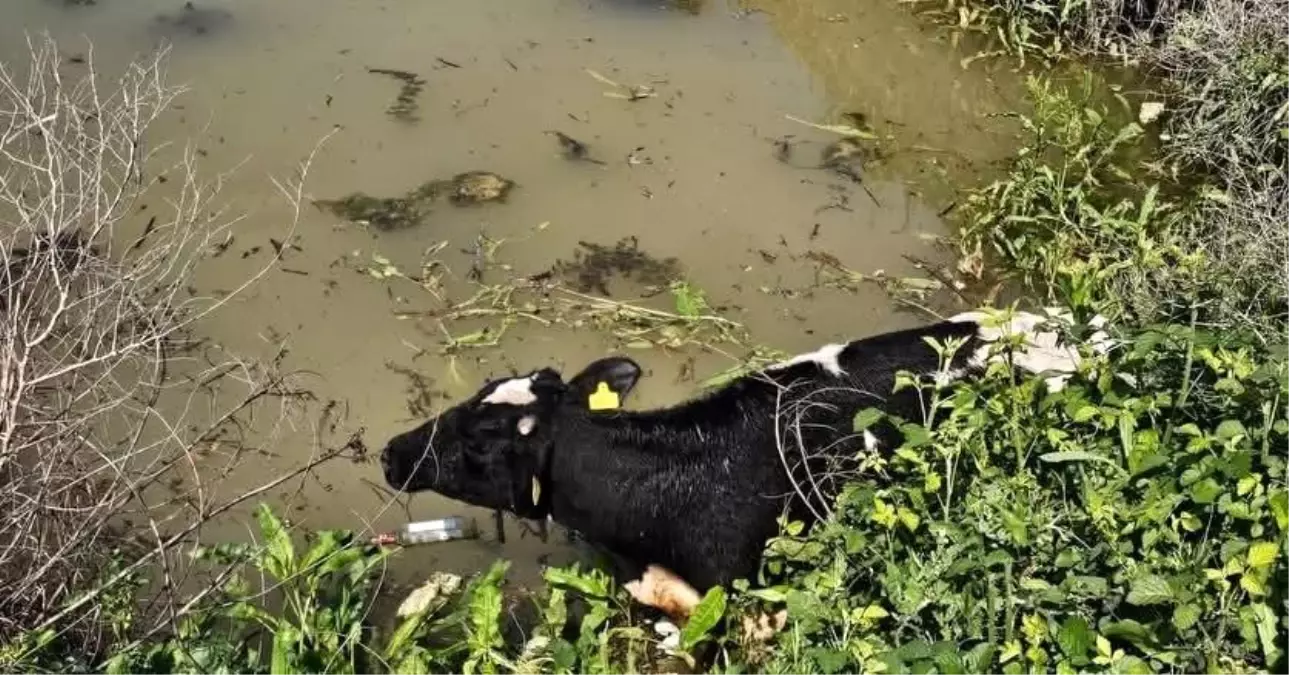 Su kanalına düşen inek itfaiye ekipleri tarafından kurtarıldı