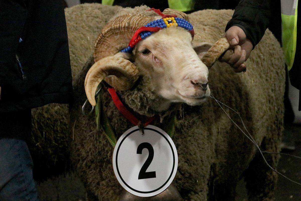 Tekirdağ\'da Damızlık Koç Yarışması