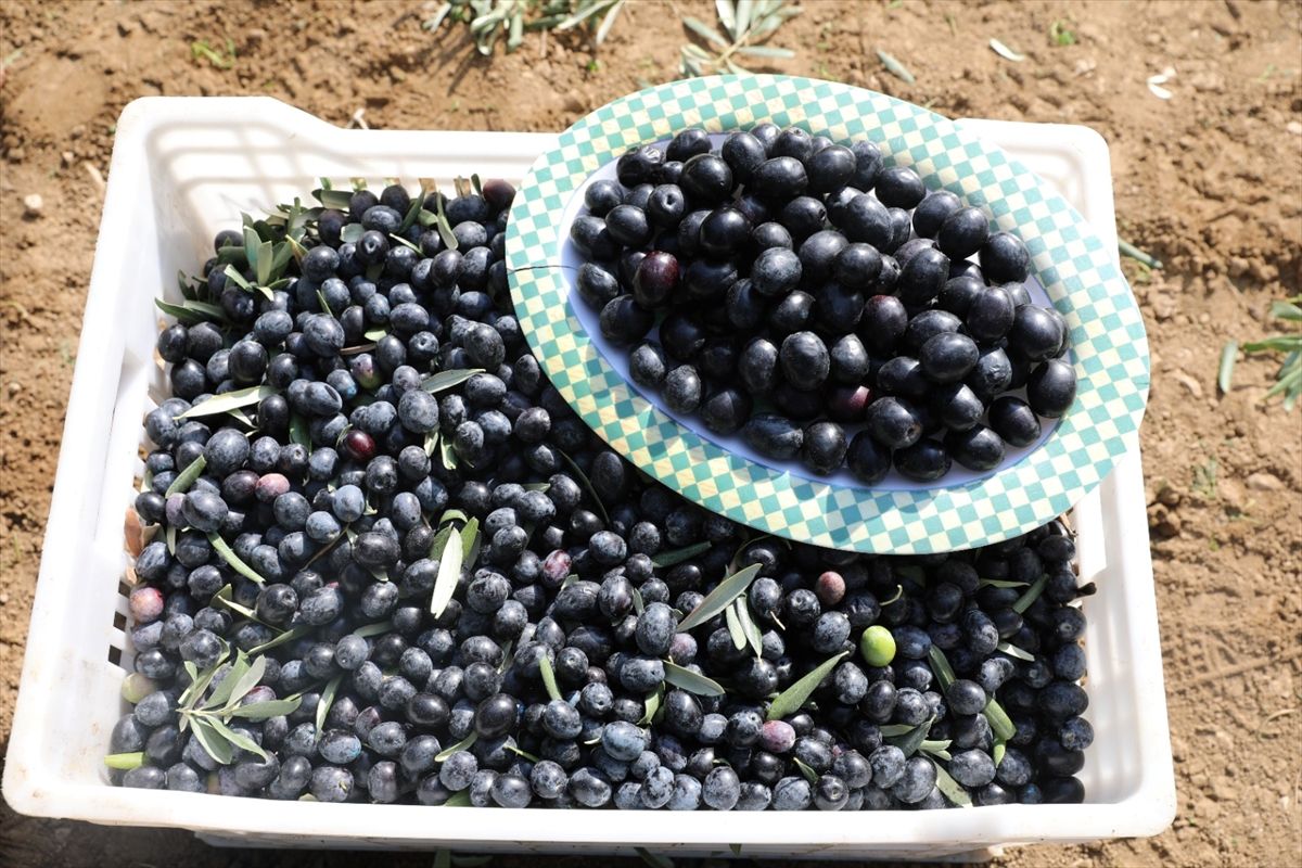 Şarköy Zeytinyağı\'na Coğrafi İşaret Tescili