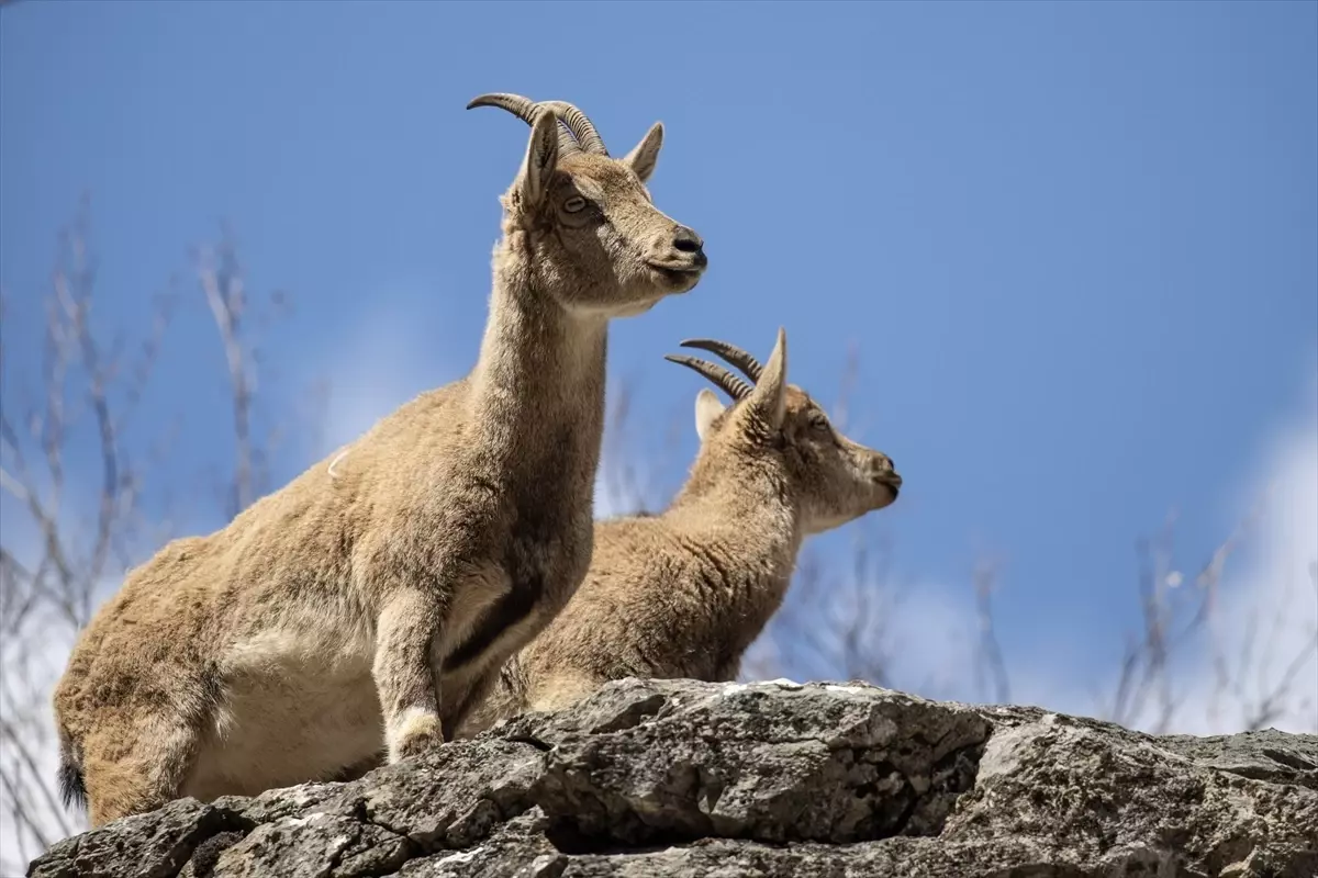 Munzur Vadisi\'nde Yaban Hayatı Gözlemlendi
