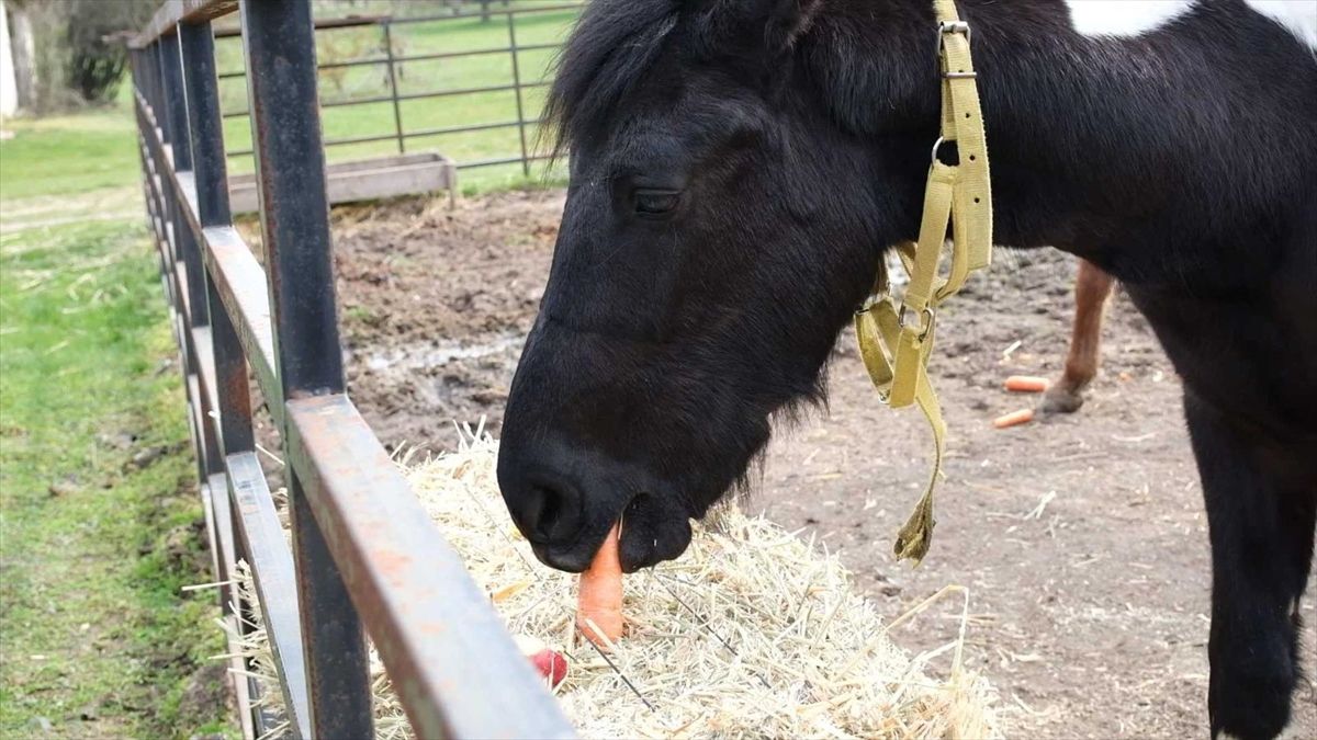 Balat\'ın 2. Yaş Günü Kutlandı