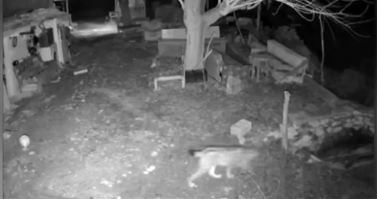 Elazığ\'da Aç Kalan Vaşak Ev Etrafında