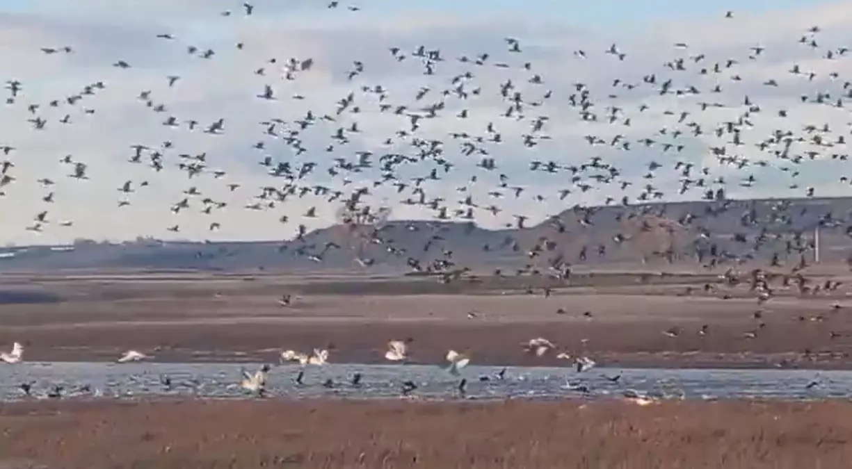 Küçük Aküzüm\'de Göçmen Kuşların Dansı