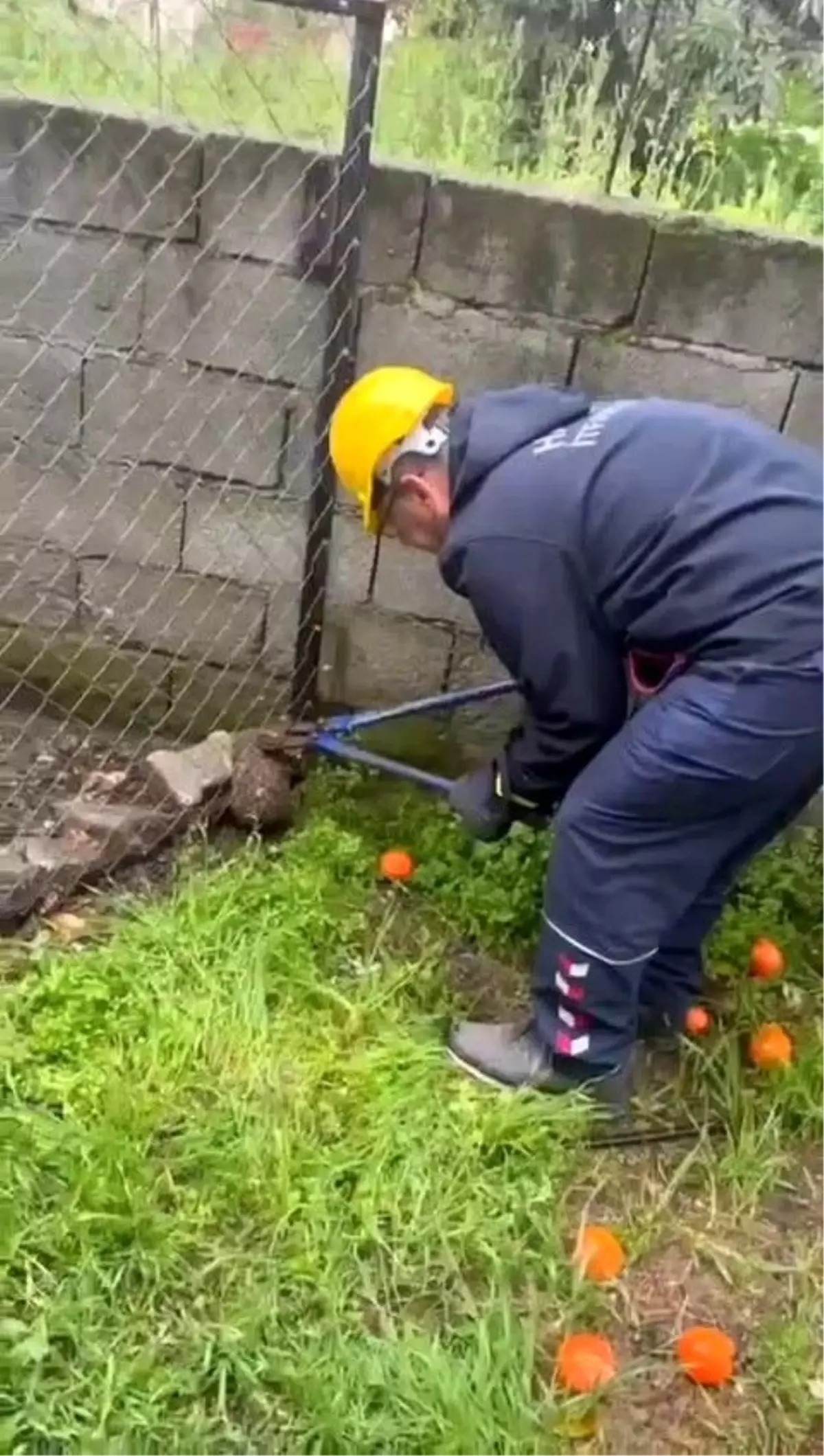 Kirpi Tel Örgüye Sıkıştı, İtfaiye Kurtardı