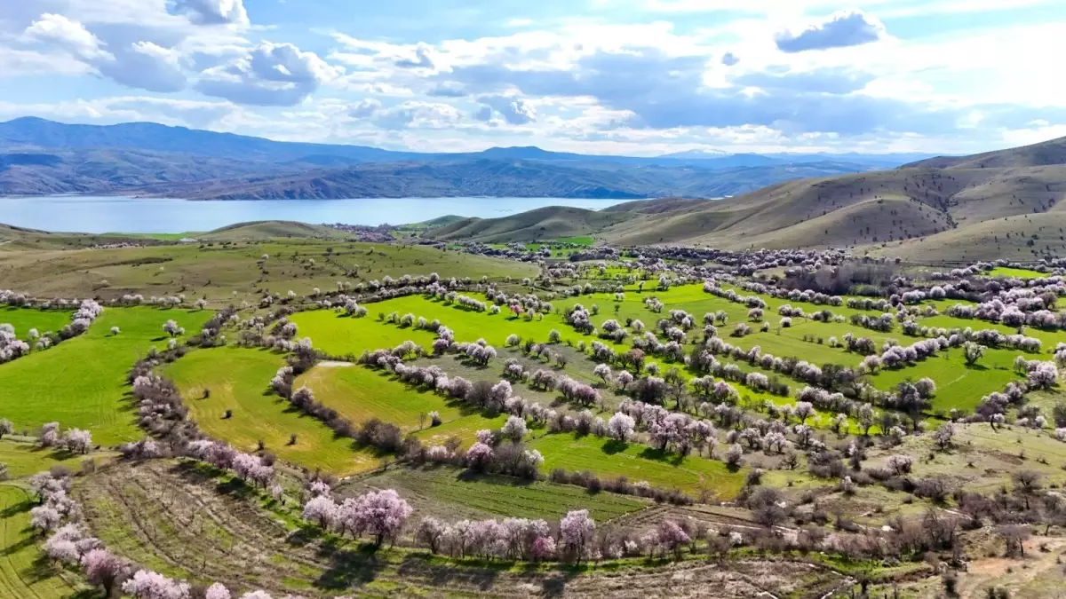 Tunceli\'de Badem Ağaçları Çiçek Açtı