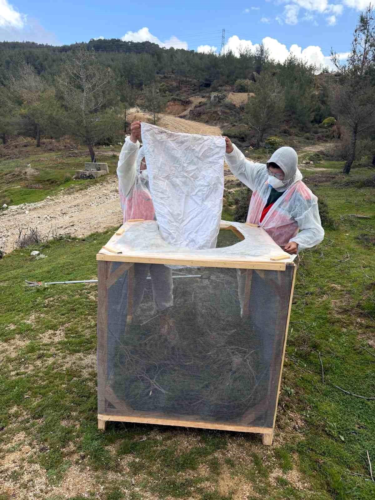 Çam Kese Böceğiyle Mücadele