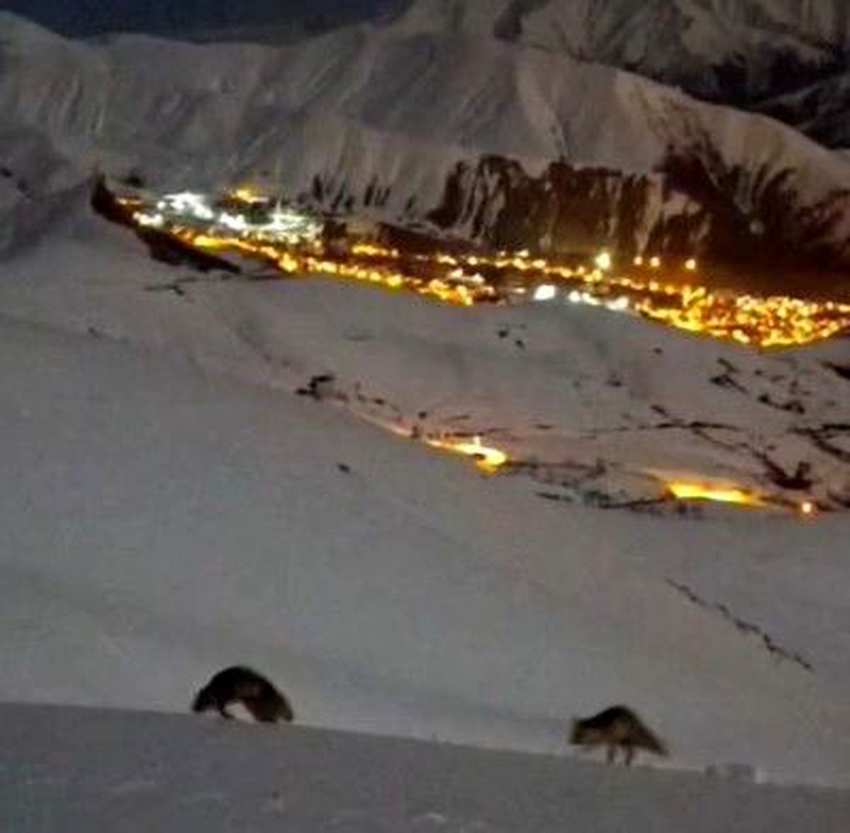 Hakkari\'de Tilki Şov