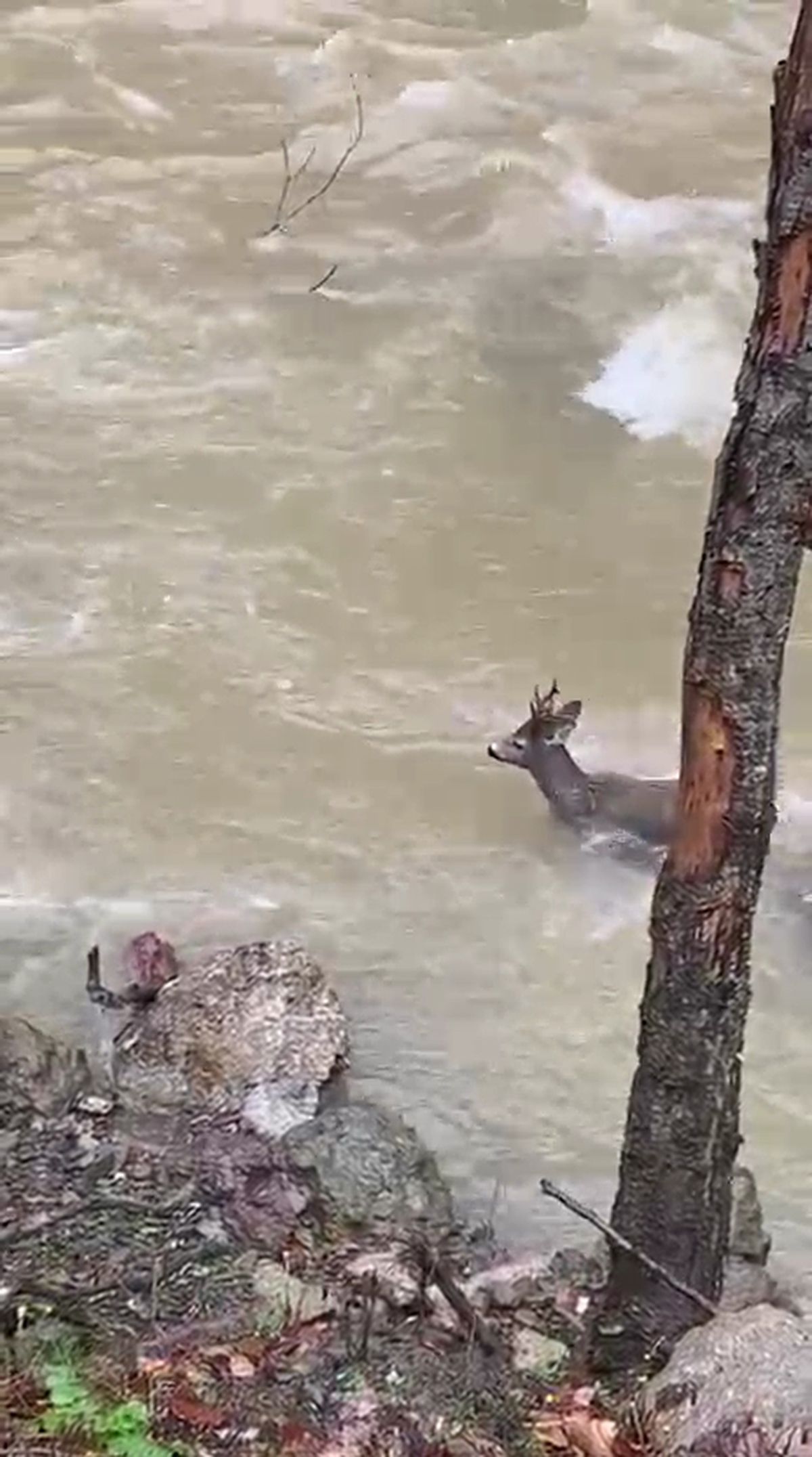 Karaca Şehirden Kaçtı