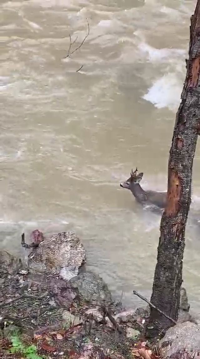 Karaca Şehirden Kaçtı