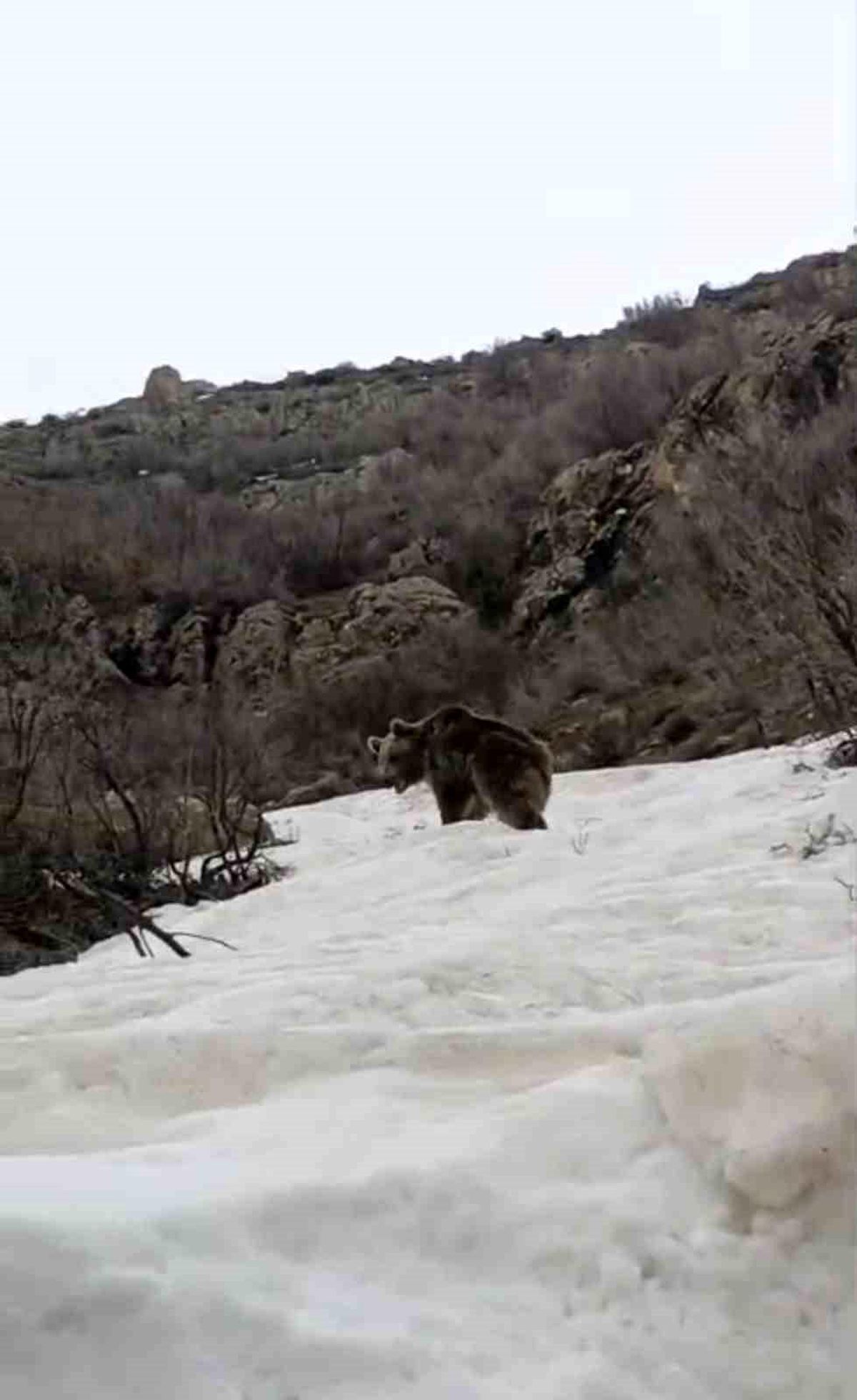 Şemdinli\'de Kış Uykusundan Uyanan Ayı Görüntülendi